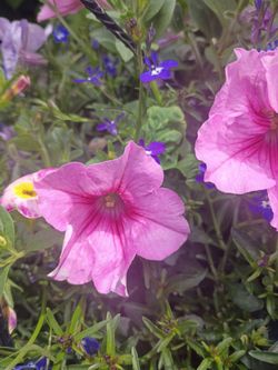 Beautiful hanging flower basket