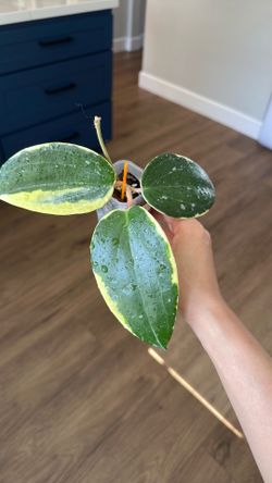 Hoya latifolia round