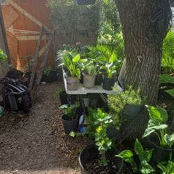 Se  Venden Plantas 