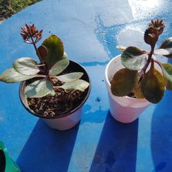 calancho color rojo $2 cada uno 