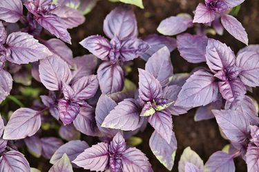 10 DARK OPAL BASIL = PURPLE POWER = ANTIOXIDANT QUEEN