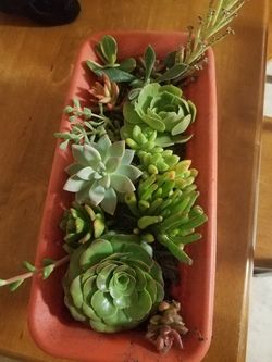 Succulent Arrangements