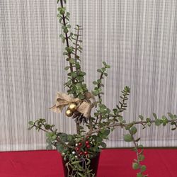 Gift That Will Keep Growing!