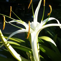 Exotic, tropical, rare and common plants