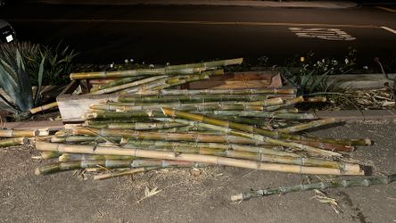 Fresh Bamboo