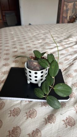 Hoya Anemone