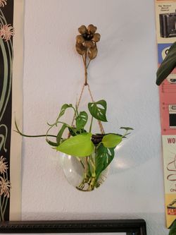 Various pothos / philodendron clippings