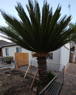 Sago Palm tree, 7ft Tall