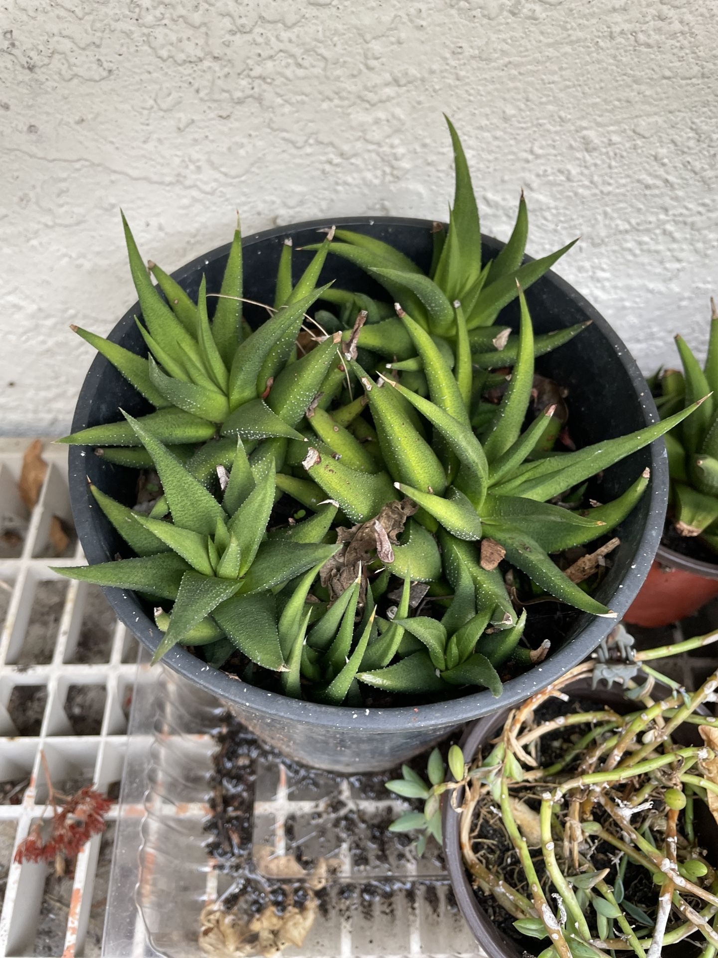 6in Pot Aloe Succulent