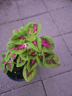 Beautiful Coleus Plant one gallon pot. Moving sale