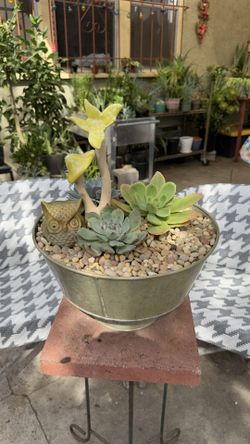 Fresh Succulent Arrangement 