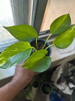 Golden Pathos in self watering pots