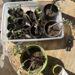 Crown Of Thorn Cactus Cuttings 