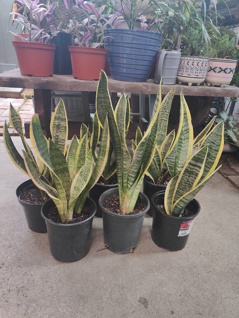 $10 Each One Snake Plant 