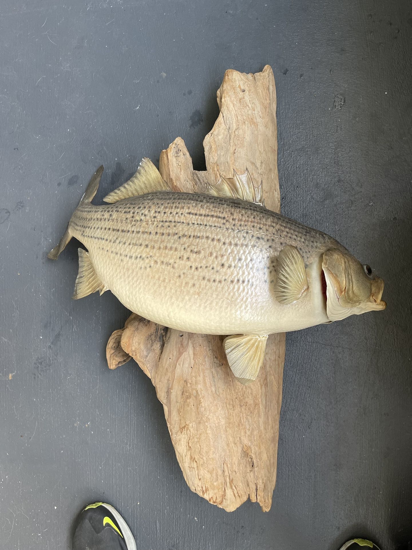 Fish Mount Taxidermy
