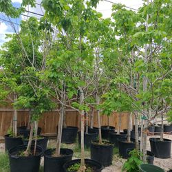 Ash Texas  Tree 15gallon 