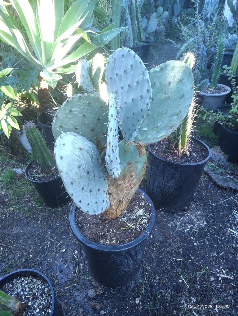Silver Dollar Cactus Plant