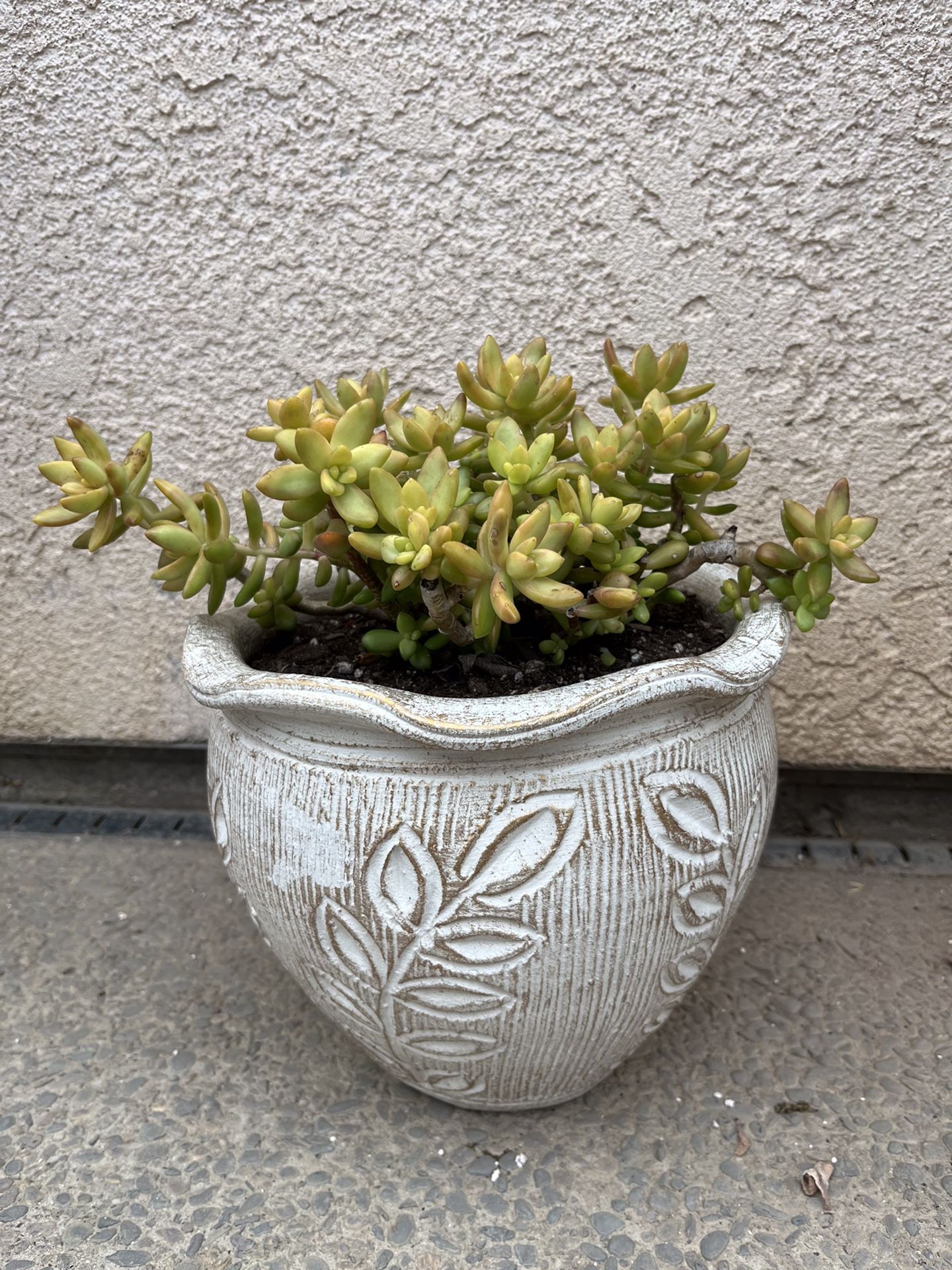 Succulent Arrangement