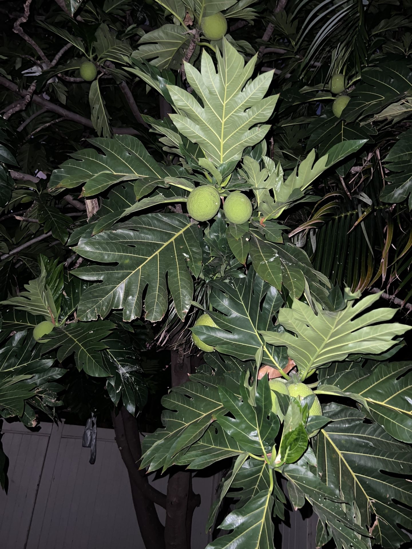 Ulu Breadfruit  $1 Per Pound 