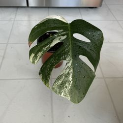 Monstera Albo Potted Plants 