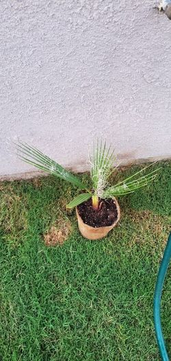 Mexican Palm Trees