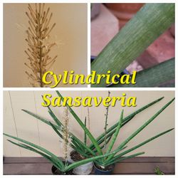 Mature Cylindrical Sansaveria Plant