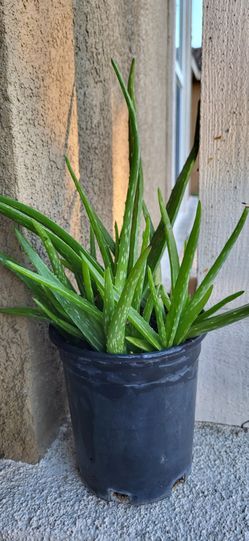 Aloe Vera Plant 7" Pot + 11 Baby Pups 🌱 Healthy | Air Purifying Succulent | Medicinal Plant