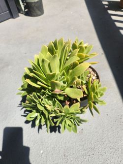 Aeonium for sale