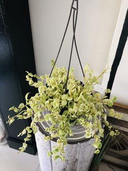 Plants