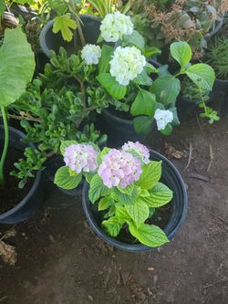 Purple And White ORTENCIAS. 