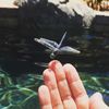 29dragonflies