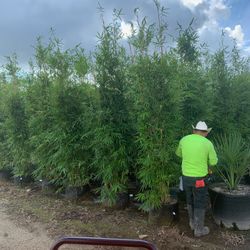 Bamboo For Sale 