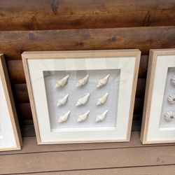 Set of 3 Coastal Shell Photos - Z Gallery 