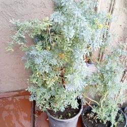 Plantas Grandes Cada Una 16