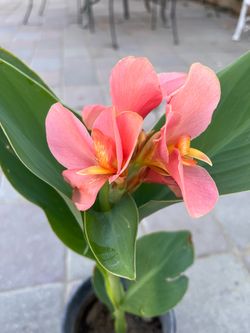 Caña Lily