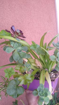 Plant