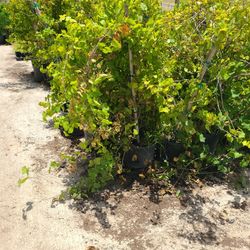 grapes 3gallon 5ft tall