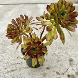 Succulents 