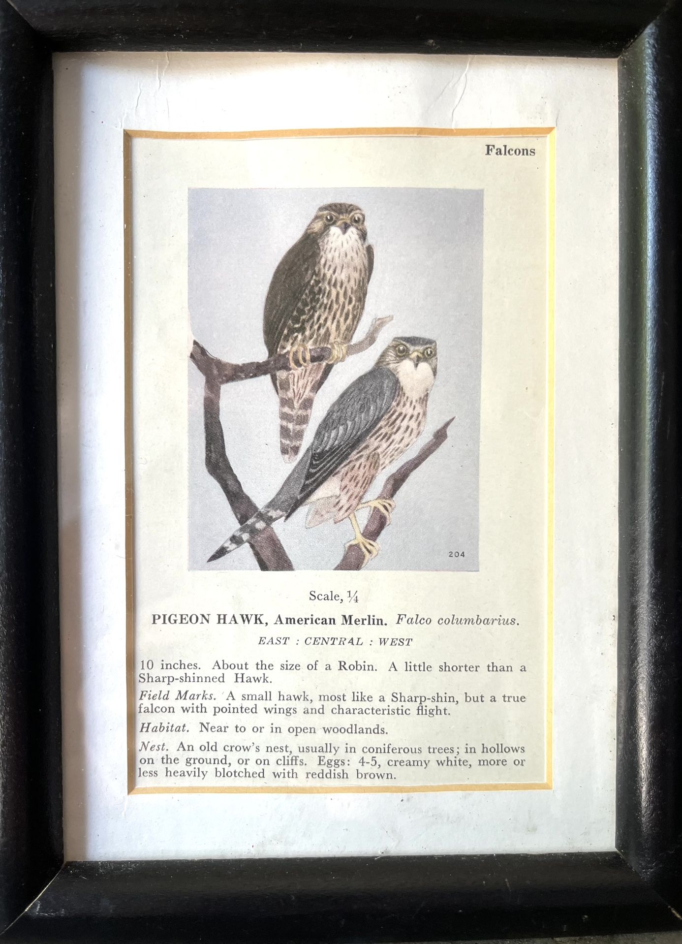 Framed Antique Falcon Print