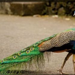 Peacock 