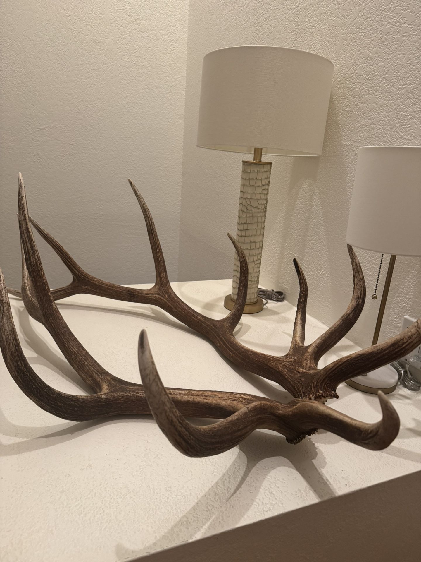Elk antlers