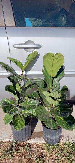 Fiddle Leaf Fig Tree 🪴$25 each