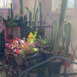 Cactus Home Garden House Plant