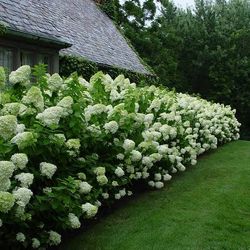 2gal Limelight Hydrangeas $15 Each