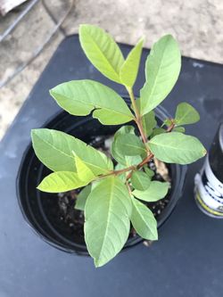 Guava plant