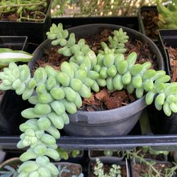 SEDUM DONKEY'S TAIL SUCCULENT - Medium Size