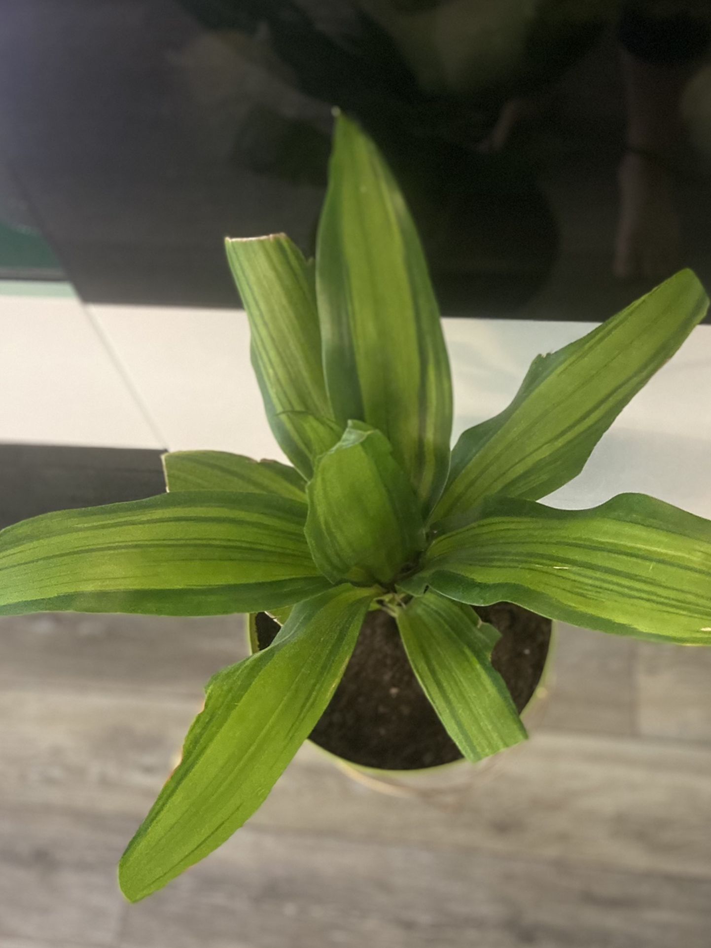 Houspalant Mass Cane Dracena