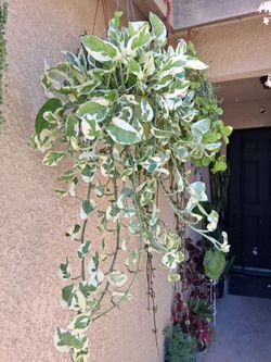 Large N'Joy Pothos Plant $35