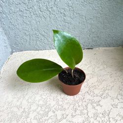 Hoya Surigaoensis Plant 