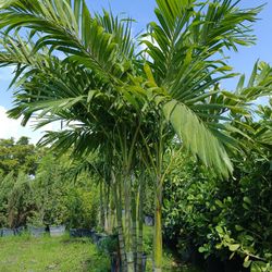 Christmas Palm Trees 🌴🌴 25gl $120